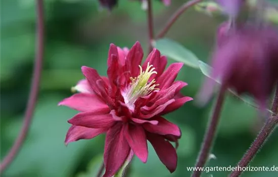 Aquilegia vulgaris 'Ruby Port' Aquilegia vulgaris 'Ruby Port'