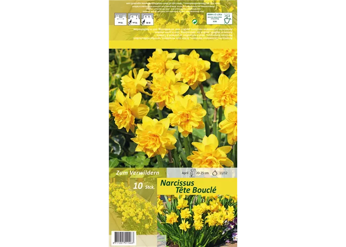 Alpenveilchenartige Garten-Narzisse