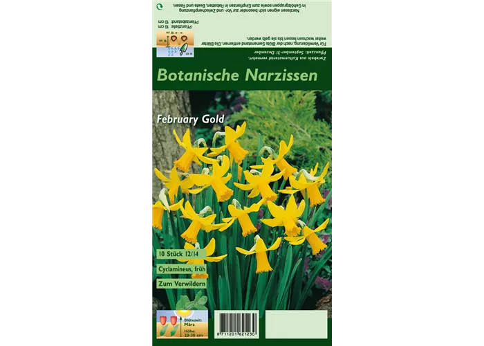 Alpenveilchenartige Garten-Narzisse 'February Gold'