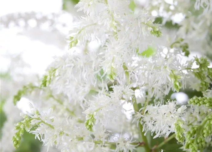 Arends Garten-Prachtspiere 'Brautschleier'