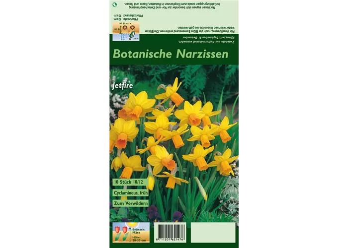 Alpenveilchenartige Garten-Narzisse 'Jetfire'
