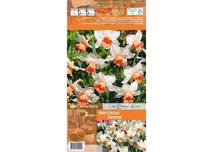 Alpenveilchenartige Narzisse 'Iwona'