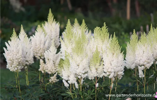 Arends Garten-Prachtspiere 'Weiße Gloria' Arends Garten-Prachtspiere 'Weiße Gloria'