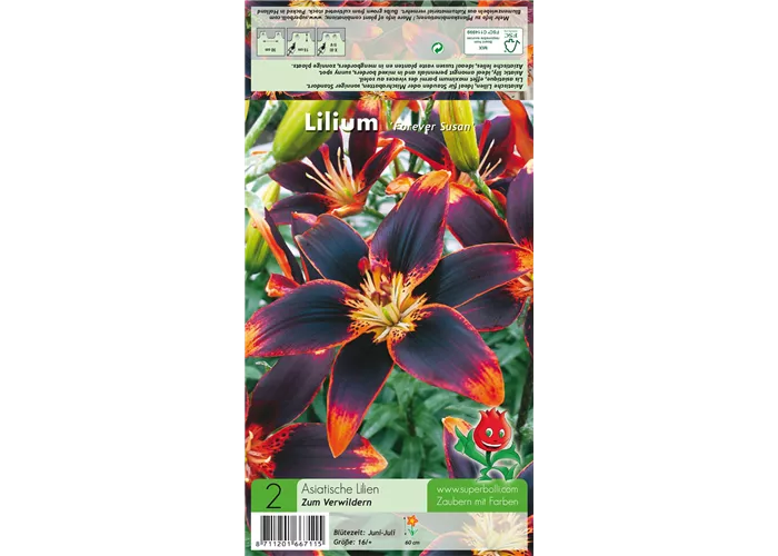 Asiatische Lilie 'Forever Susan'®