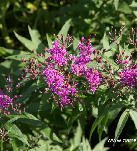 Arkansas-Scheinaster Arkansas-Scheinaster