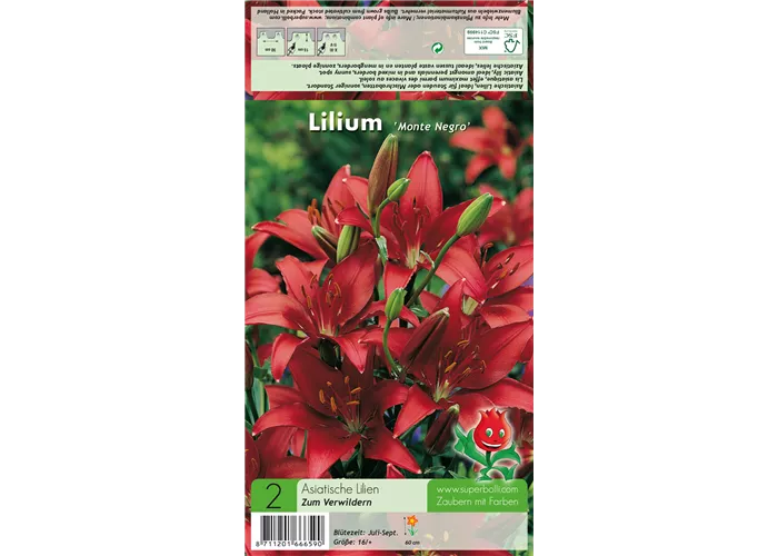 Asiatische Lilie 'Monte Negro'