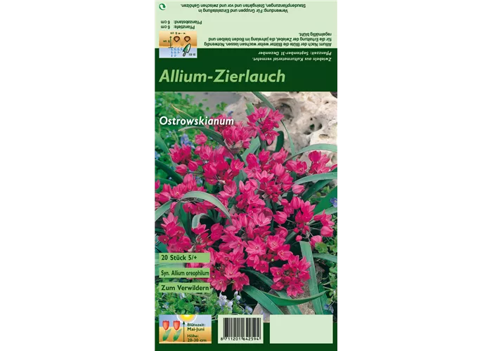 Asiatischer Berglauch