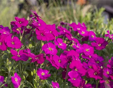 Aubrieta x cult.'Regado Red'