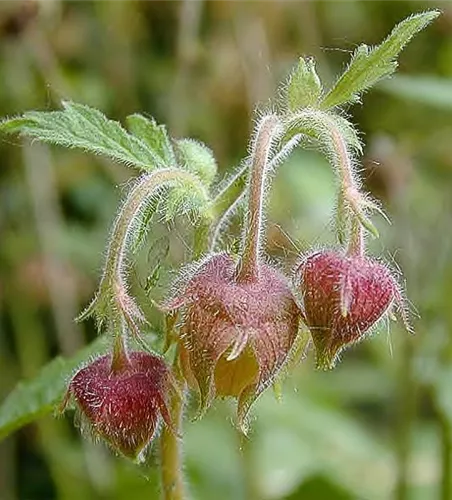 Bach-Nelkenwurz Bach-Nelkenwurz