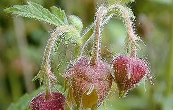 Bach-Nelkenwurz Bach-Nelkenwurz