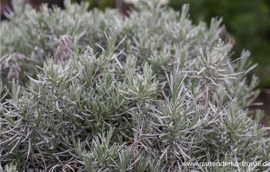 Bastard-Garten-Lavendel Bastard-Garten-Lavendel