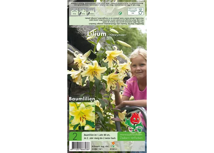 Baumlilie 'Honeymoon'