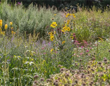 Behaarte Sonnenblume