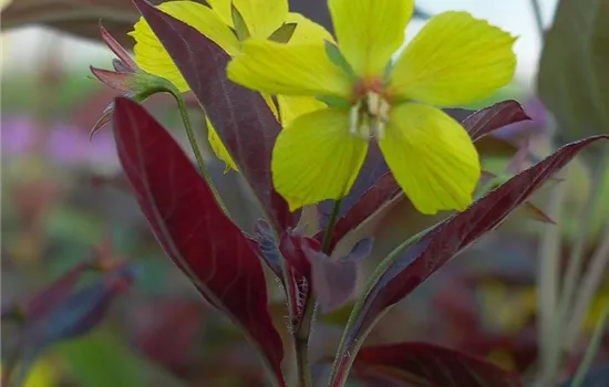 Bewimperter Garten-Felberich 'Firecracker' Bewimperter Garten-Felberich 'Firecracker'