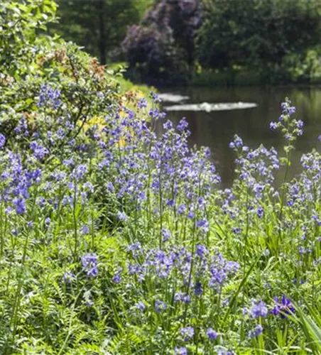 Blaublühende Jakobsleiter Blaublühende Jakobsleiter