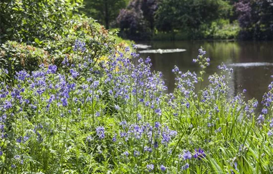 Blaublühende Jakobsleiter Blaublühende Jakobsleiter