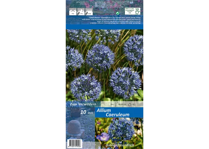 Blaublühender Lauch