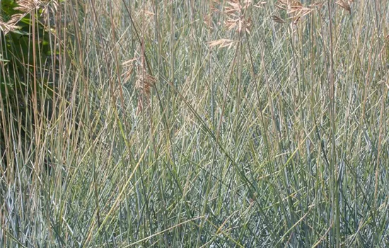 Blau-Schwingel Blau-Schwingel