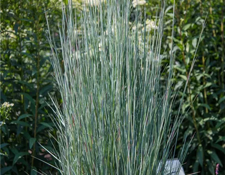 Blaugraues Präriegras 'Blue Heaven'®