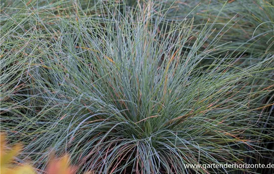 Blau-Schwingel Blau-Schwingel