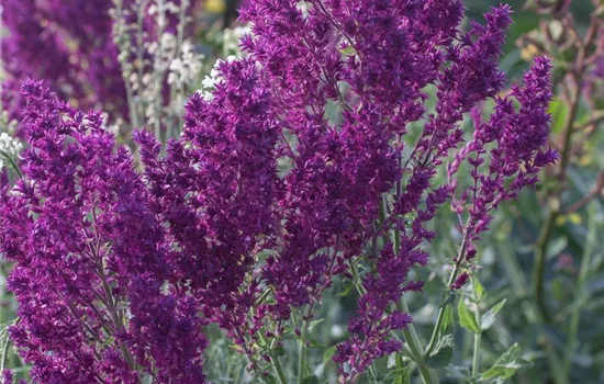 Blüten-Salbei Blüten-Salbei