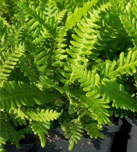 Blechnum spicant Blechnum spicant