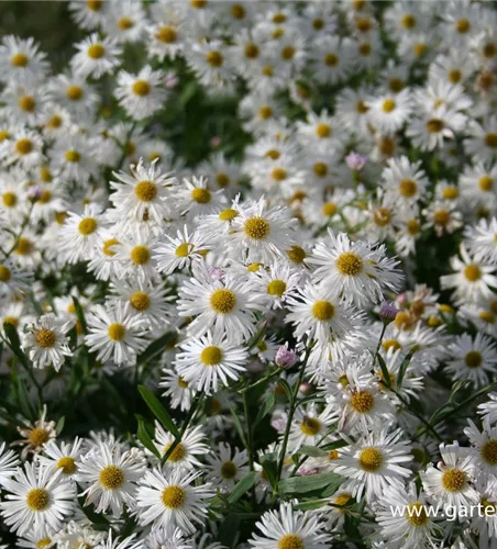 Boltonia asteroides 'Snowbank' Boltonia asteroides 'Snowbank'