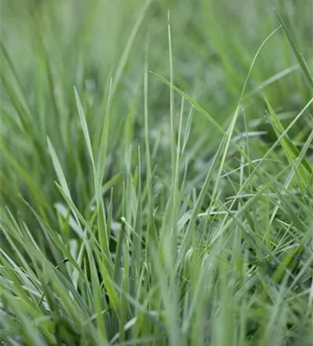 Briza media Briza media