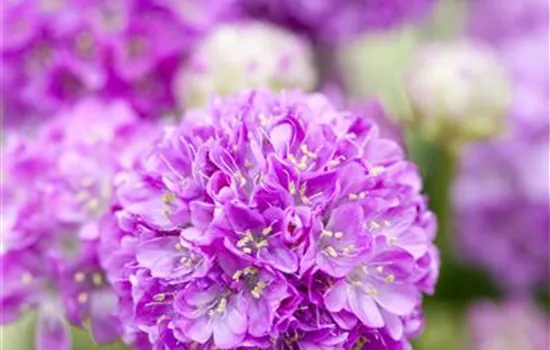 Breitblättrige Garten-Grasnelke 'Ballerina Lilac' Breitblättrige Garten-Grasnelke 'Ballerina Lilac'