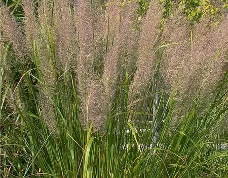 Calamagrostis brachytricha
