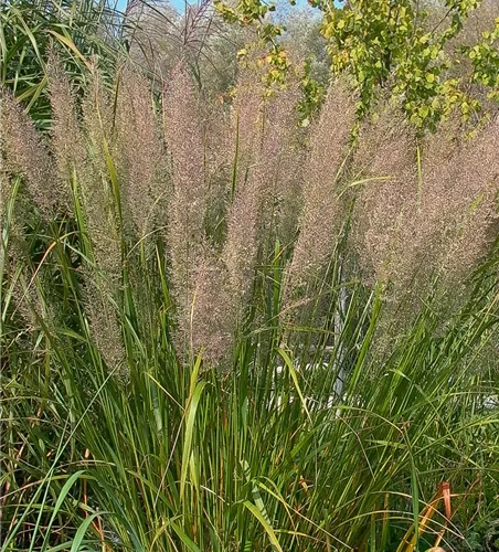 Calamagrostis brachytricha Calamagrostis brachytricha