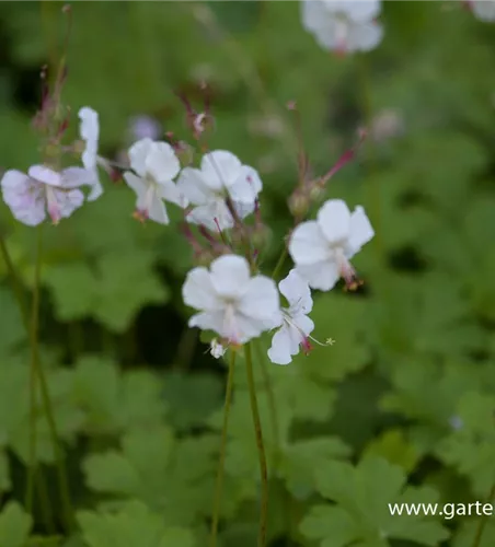 Cambridge-Bastard-Storchschnabel 'Biokovo' Cambridge-Bastard-Storchschnabel 'Biokovo'