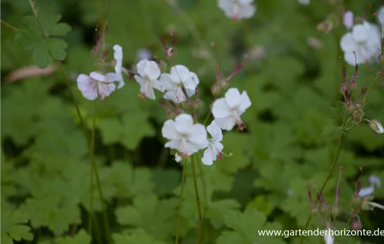 Cambridge-Bastard-Storchschnabel 'Biokovo' Cambridge-Bastard-Storchschnabel 'Biokovo'