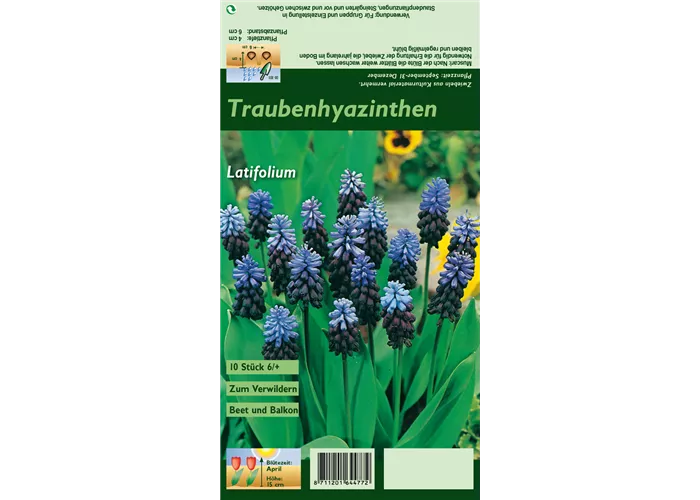 Breitblättrige Traubenhyazinthe