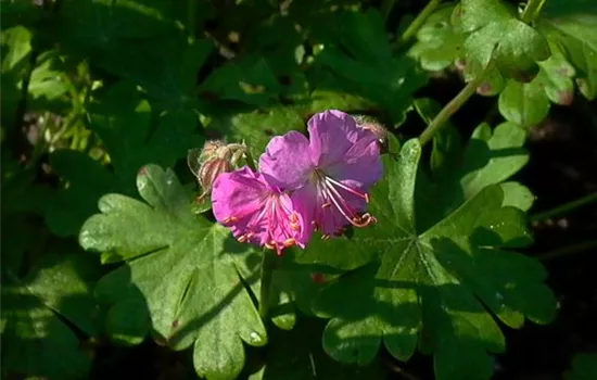 Cambridge-Bastard-Storchschnabel 'Cambridge' Cambridge-Bastard-Storchschnabel 'Cambridge'