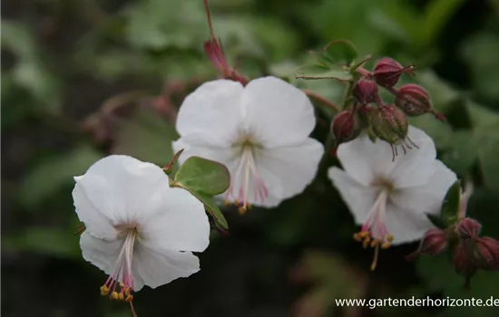 Cambridge-Bastard-Storchschnabel 'St. Ola' Cambridge-Bastard-Storchschnabel 'St. Ola'
