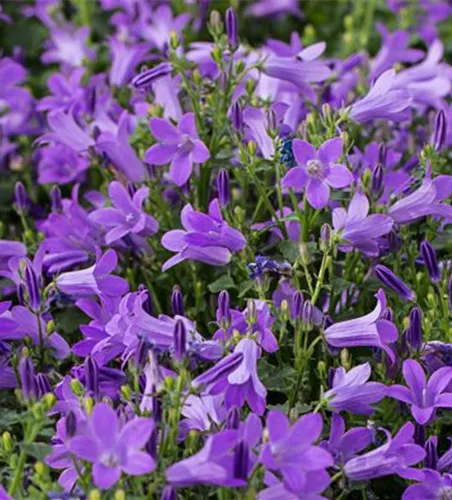 Campanula portenschlagiana 'Birch' Campanula portenschlagiana 'Birch'
