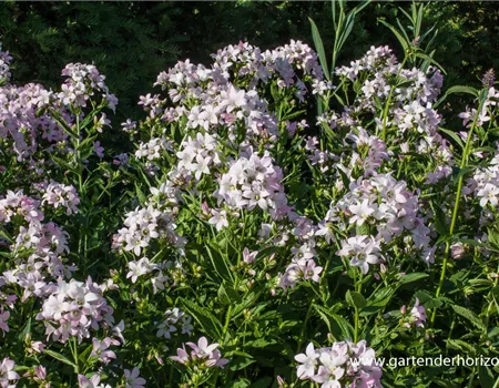 Campanula lactiflora 'Loddon Anne'