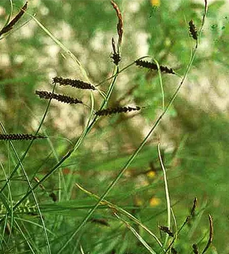 Carex flacca Carex flacca