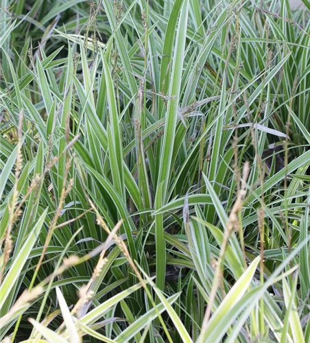 Carex foliosissima 'Icedance' Carex foliosissima 'Icedance'