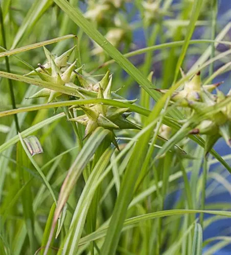Carex grayi Carex grayi