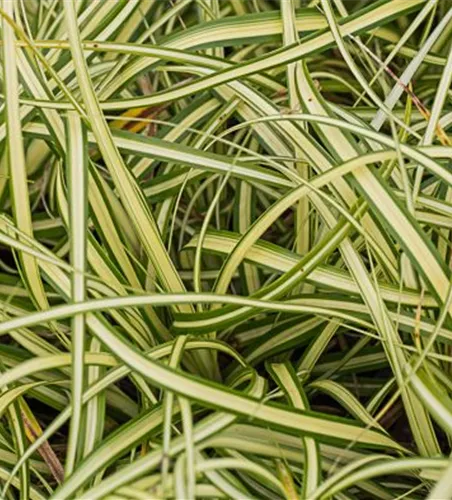 Carex oshimensis 'Evergold' Carex oshimensis 'Evergold'
