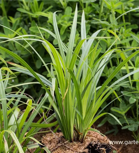 Carex pilosa 'Kopenhagen Select' Carex pilosa 'Kopenhagen Select'