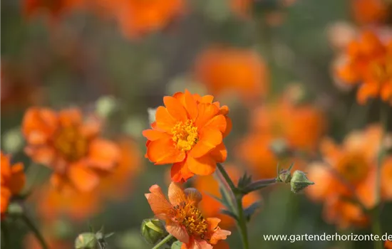 Chilenische Nelkenwurz Chilenische Nelkenwurz