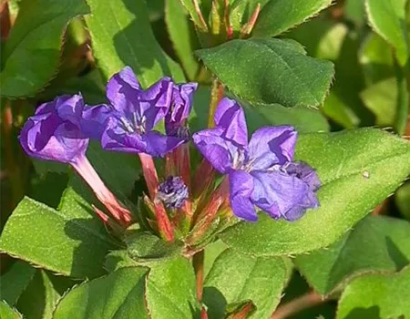 Ceratostigma plumbaginoides