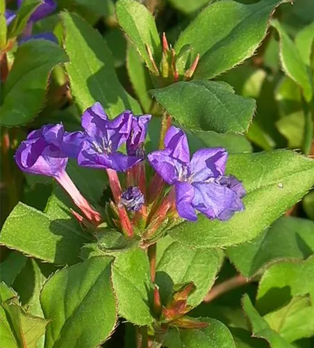 Ceratostigma plumbaginoides Ceratostigma plumbaginoides