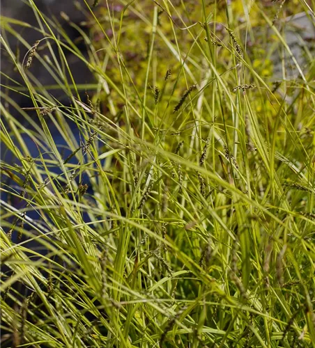 Carex sylvatica Carex sylvatica