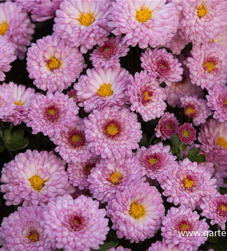 Chrysanthemum x hort.'Mei-kyo' Chrysanthemum x hort.'Mei-kyo'