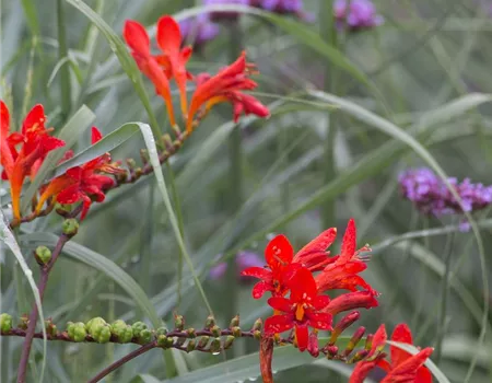 Crocosmia x crocosmiiflora 'Lucifer'