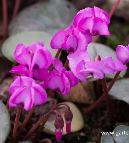 Cyclamen coum Cyclamen coum